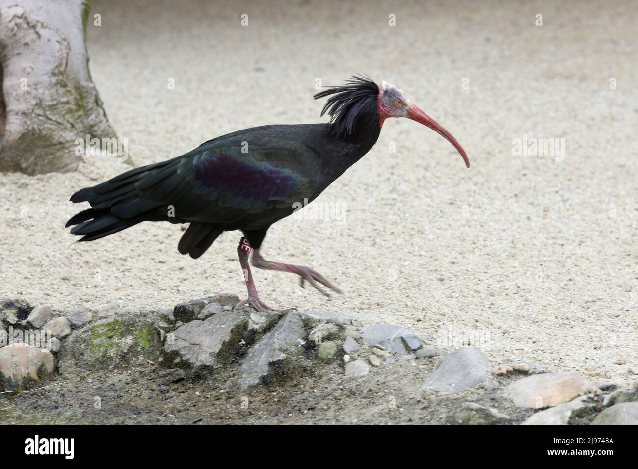 Waldrapp im Zoo Schönbrunn in Wien, Österreich, Europa - Northern bald ibis im Tiergarten Schönbrunn in Wien, Österreich, Europa Stockfoto