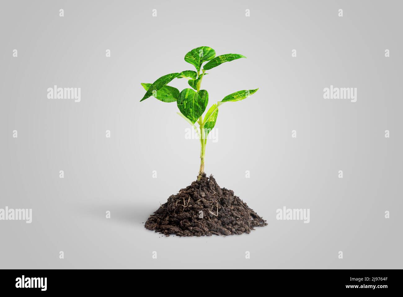 Künstliche Pflanze wächst aus natürlichem Boden. Die Blätter bestehen aus elektronischen Leiterplatten. Das Konzept des Einsatzes von Technologie in der Landwirtschaft Stockfoto