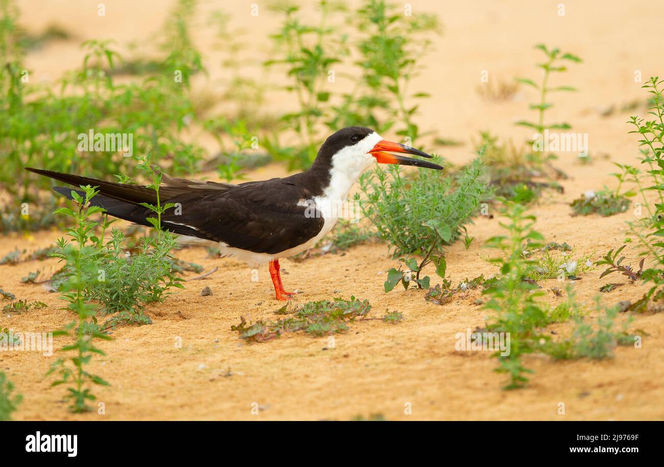 Black Skimmer (Rynchops niger) am sandigen Flussufer Stockfoto