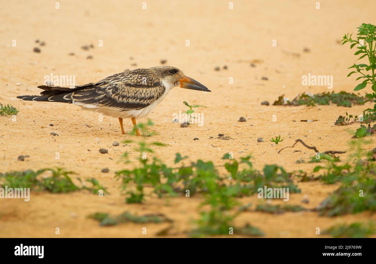 Black Skimmer (Rynchops niger) am sandigen Flussufer Stockfoto