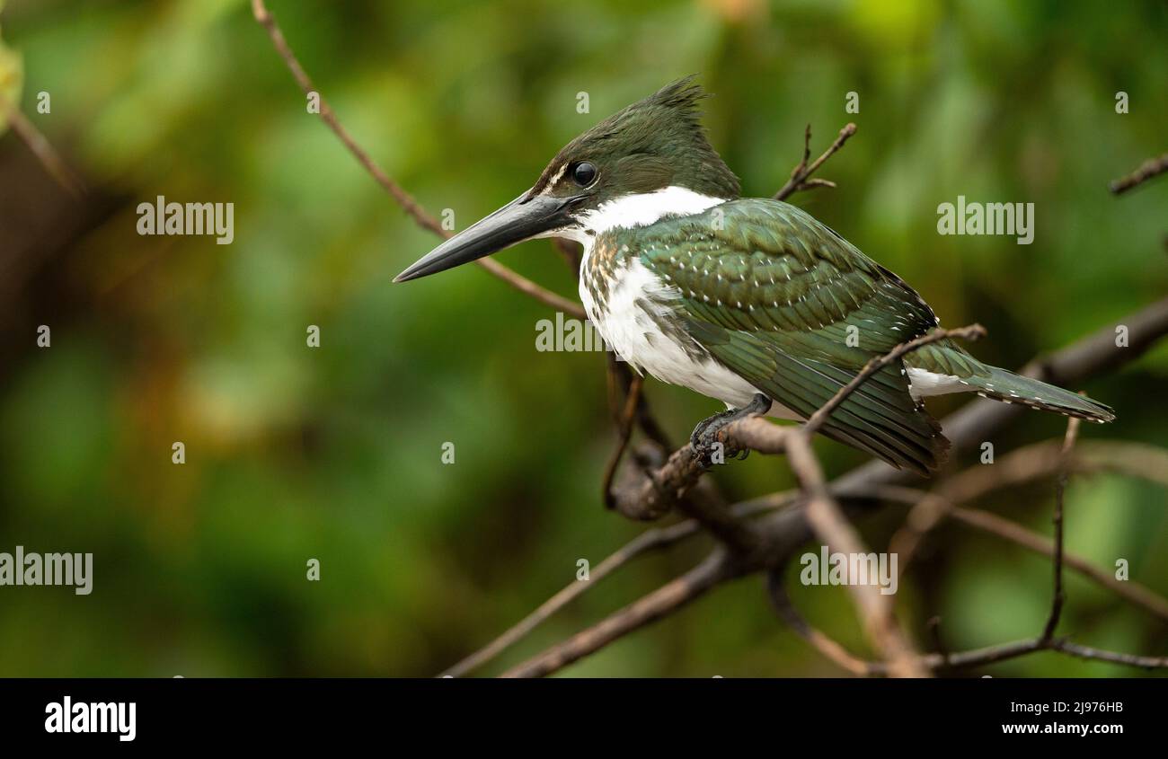 Amazon Kingfisher (Chloroceryle Amazona) Stockfoto