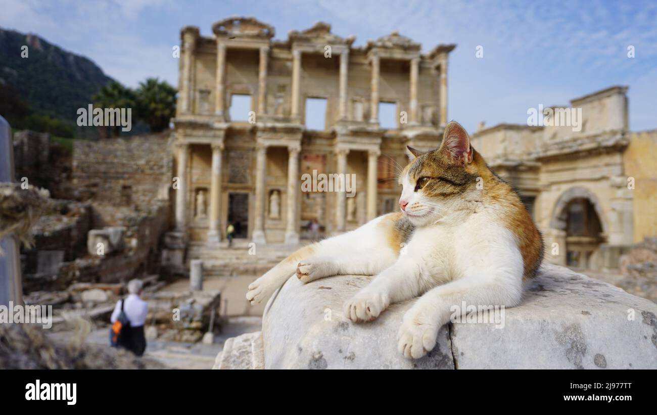 Ephesus Antike Stadt und Ephesus Katze Stockfoto