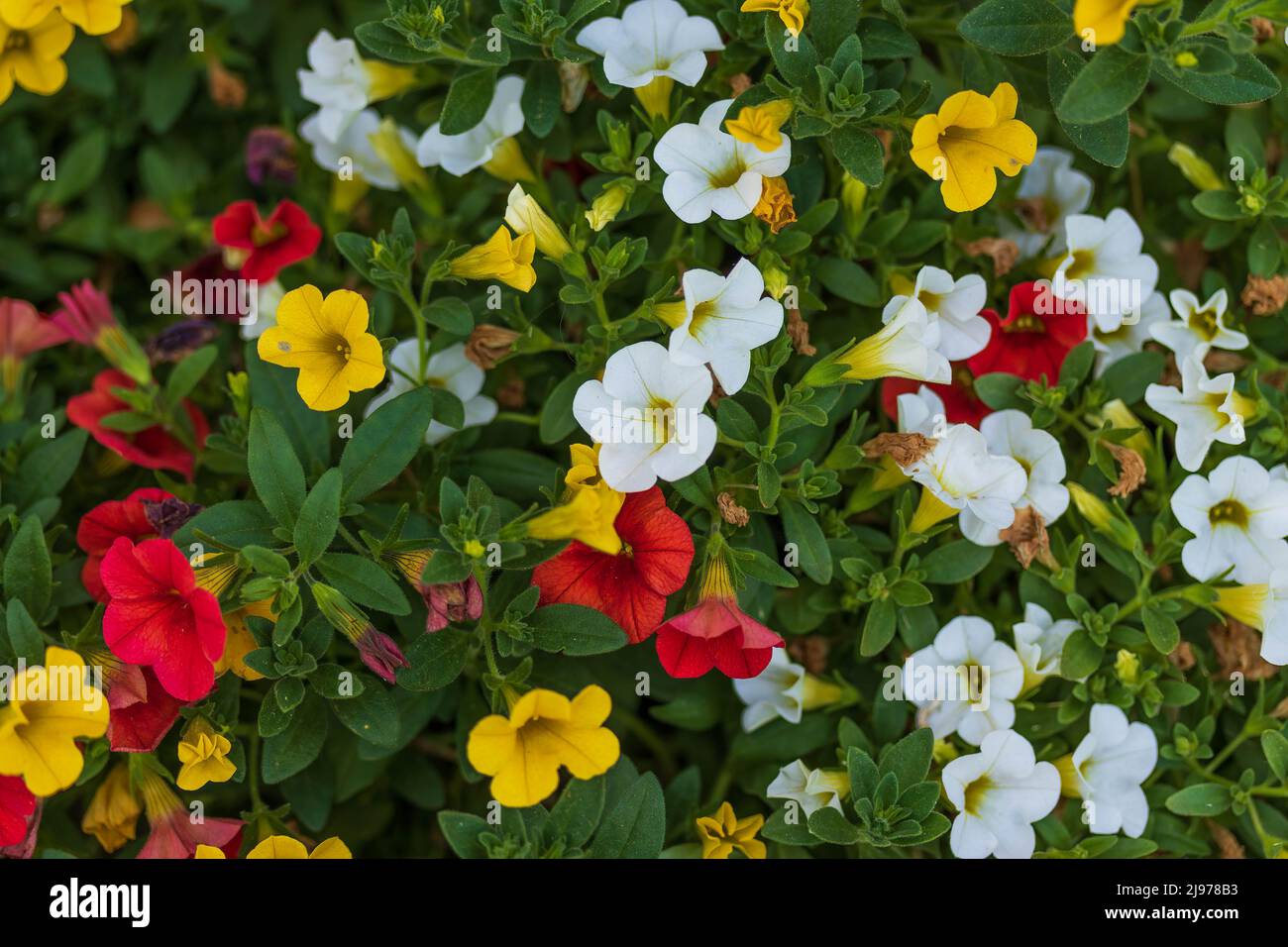 Blumentopf voller roter, weißer, gelber und oranger Blüten von Millionen Glocken Stockfoto