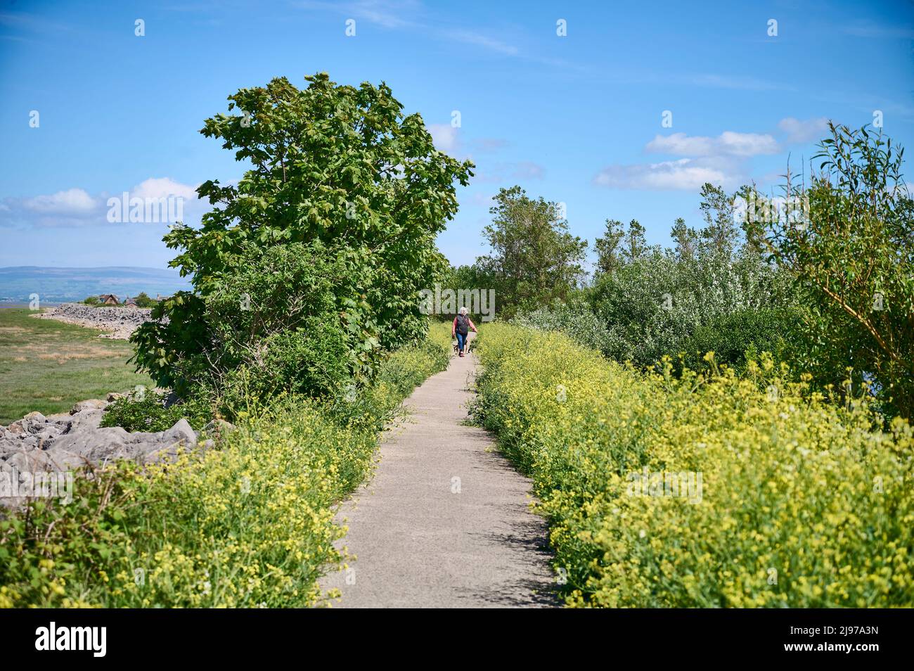 Frauen, die im Frühling auf dem Landweg Hunde laufen, Knott End, Großbritannien Stockfoto