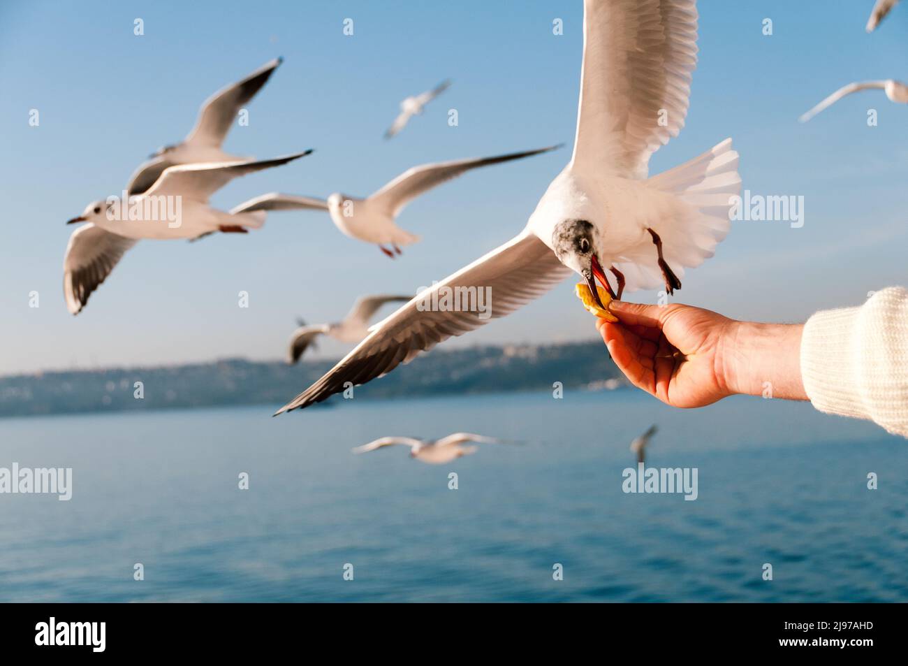 Vögel sind in der Regel schüchtern und vermeiden engen Kontakt, aber dennoch greift diese Möwe ohne Angst ein Stück Futter direkt aus der Hand eines mannes. Stockfoto