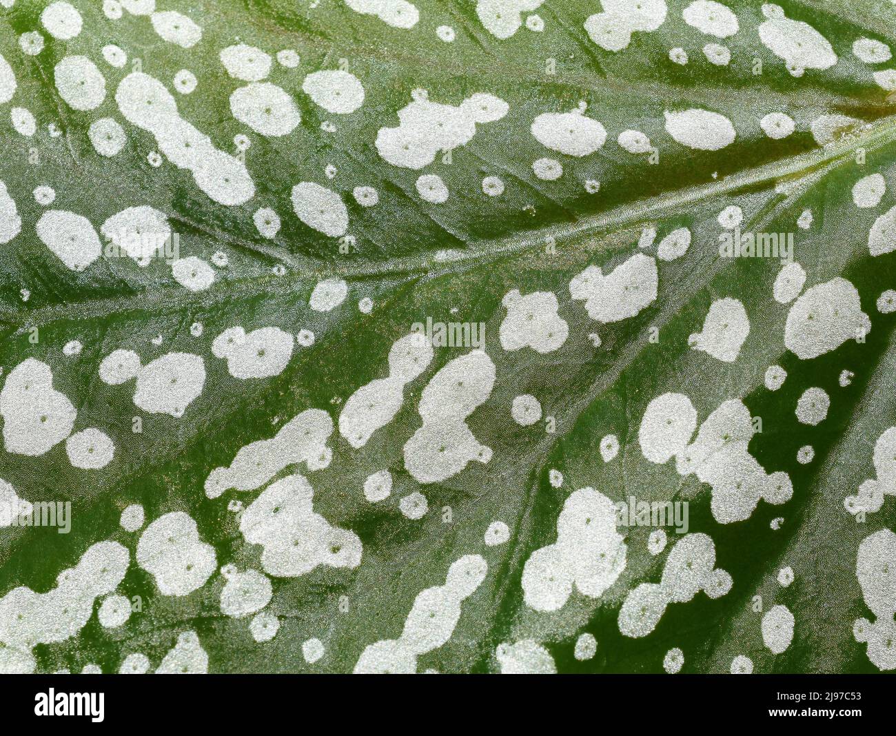 Begonia maculata polka dot Begonia Engelsflügel silbrig-weiß gepunktetes Blatt aus nächster Nähe Stockfoto