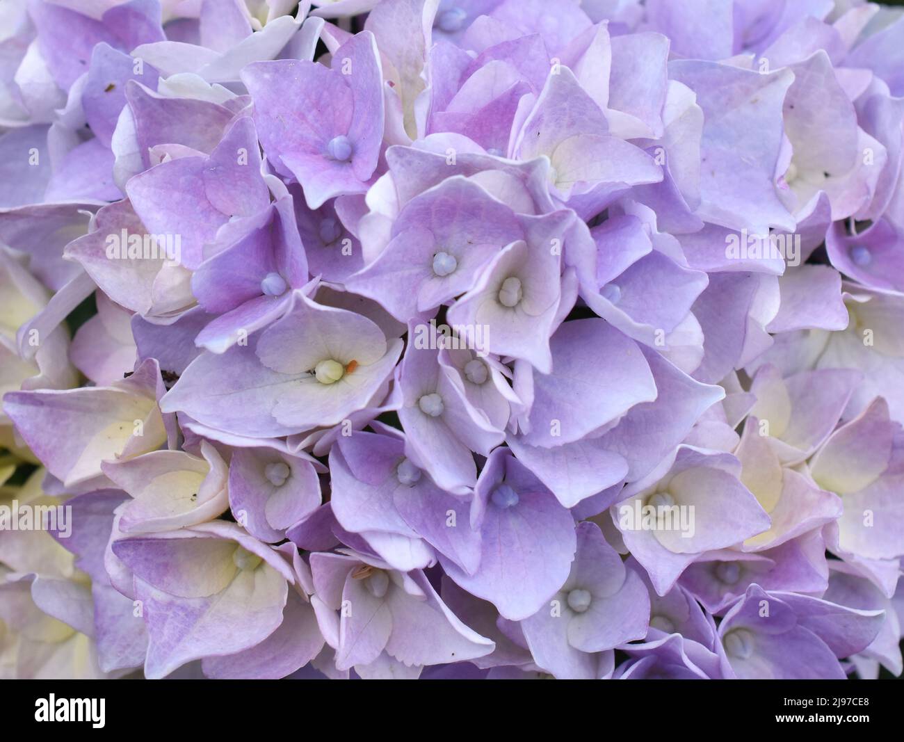 Nahaufnahme der purpurnen Mophead-Blume Hydrangea macrophylla Stockfoto