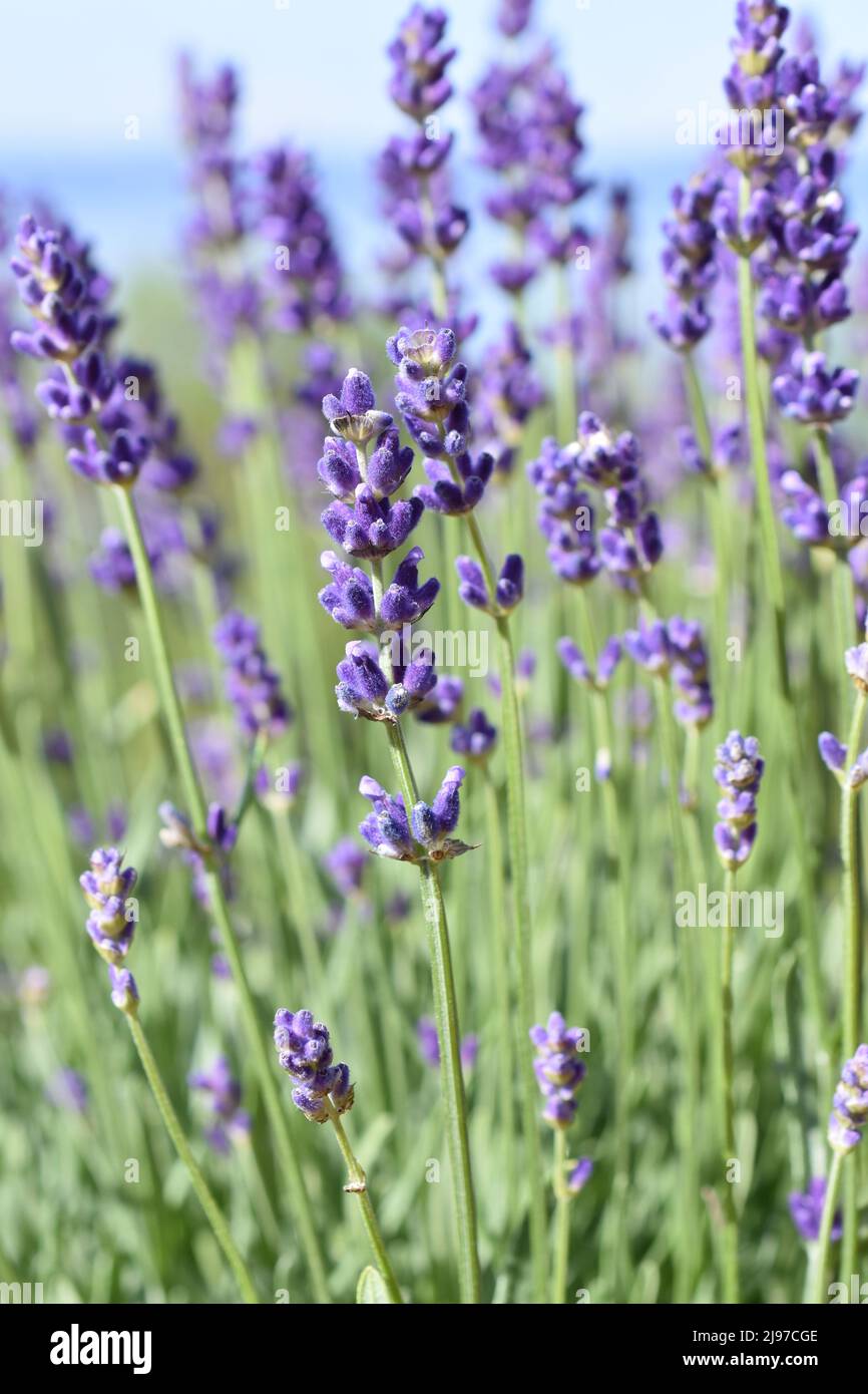 Englischer Lavendel Lavandula angustifolia lila Blüten Stockfoto