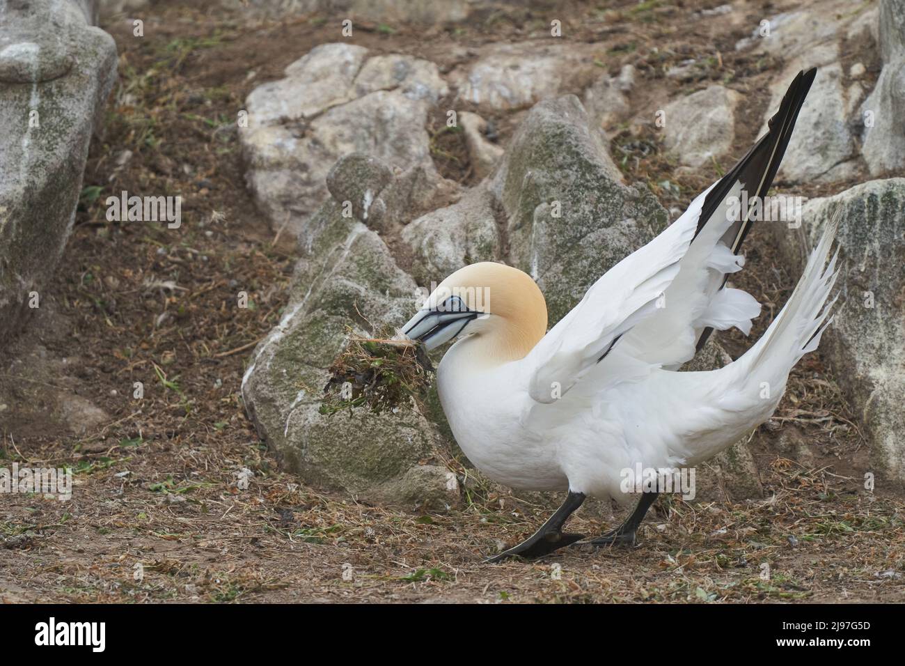 Gannet (Morus bassanus) stiehlt Nistmaterial aus einem anderen Nest in der Gannet-Kolonie auf Great Saltee Island vor der irischen Küste. Stockfoto