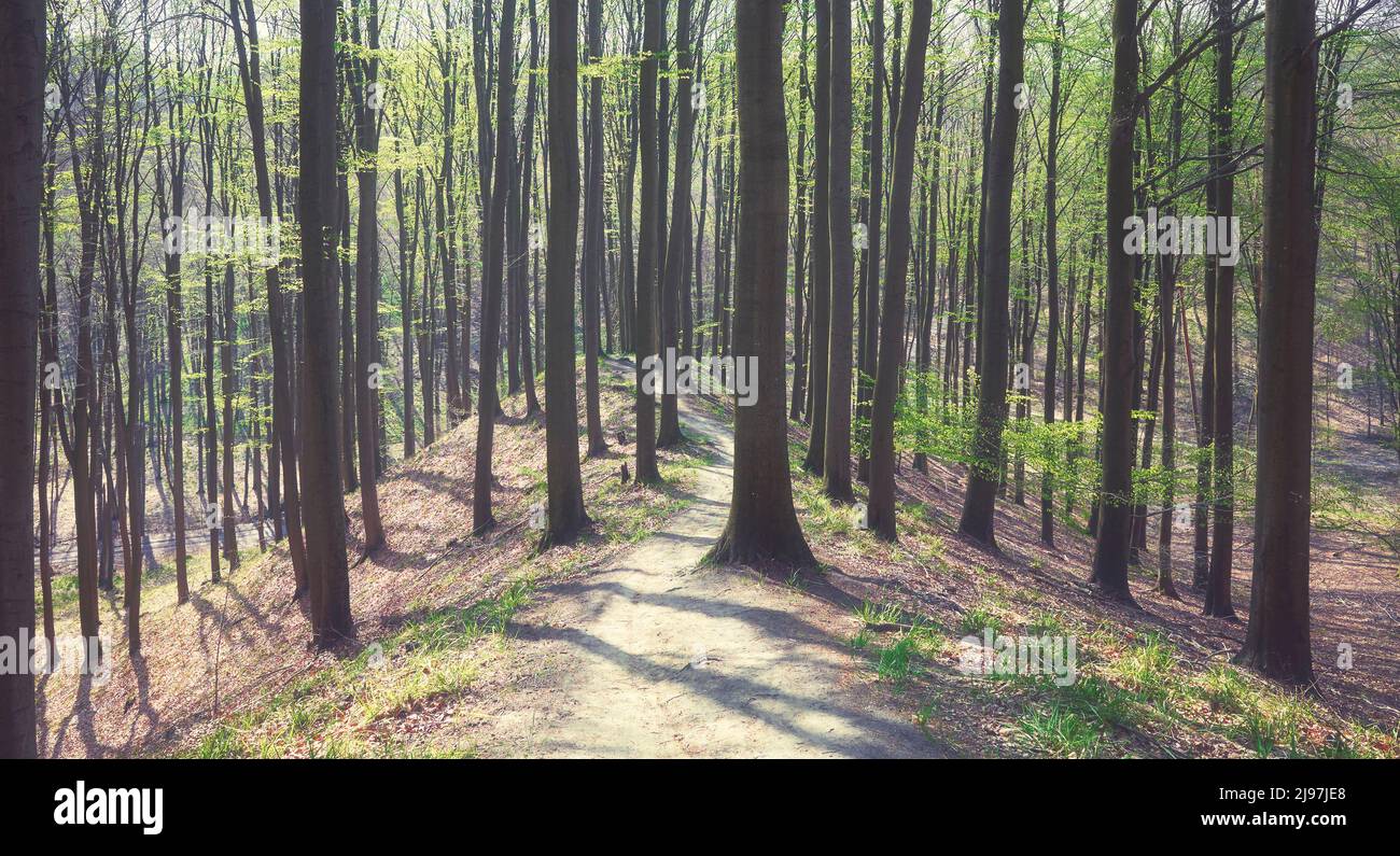 Pfad in einem alten Wald, Farbtonung angewendet. Stockfoto