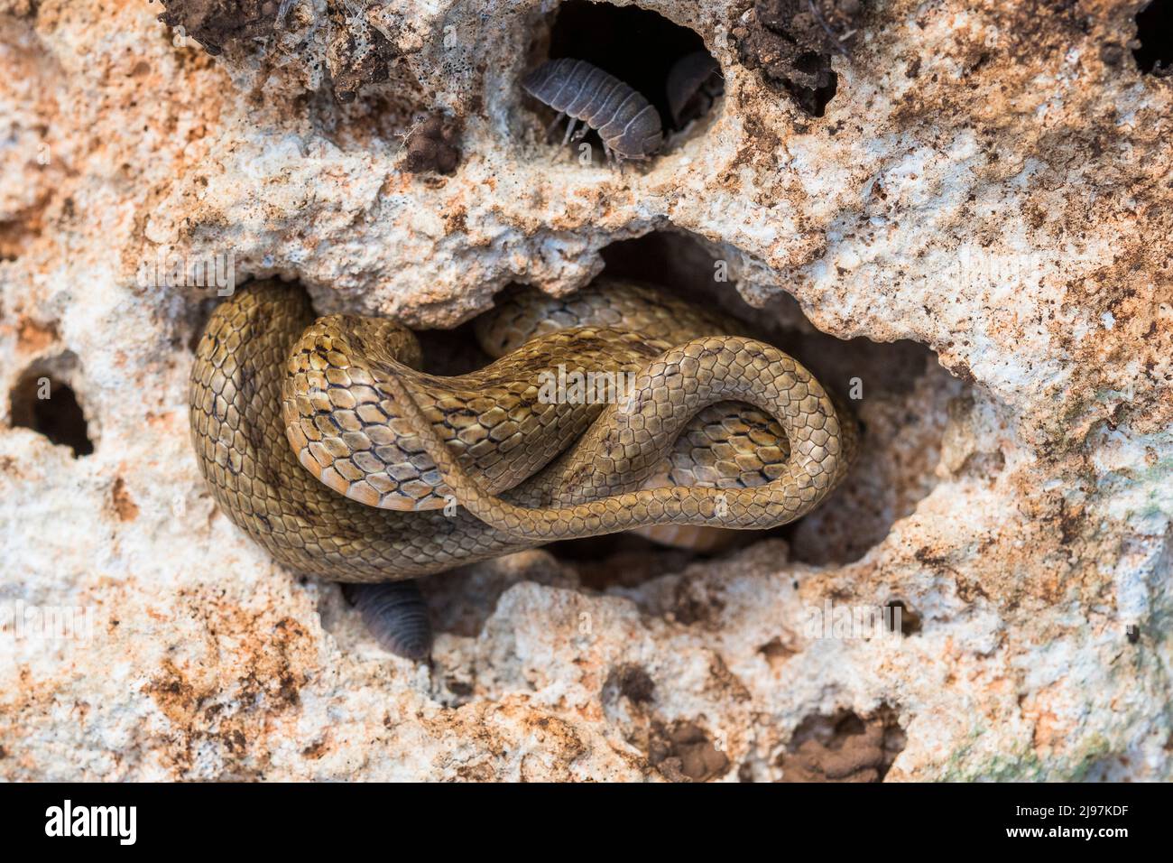 Falsche glatte Schlange (Macroprotodon mauritanicus). Stockfoto