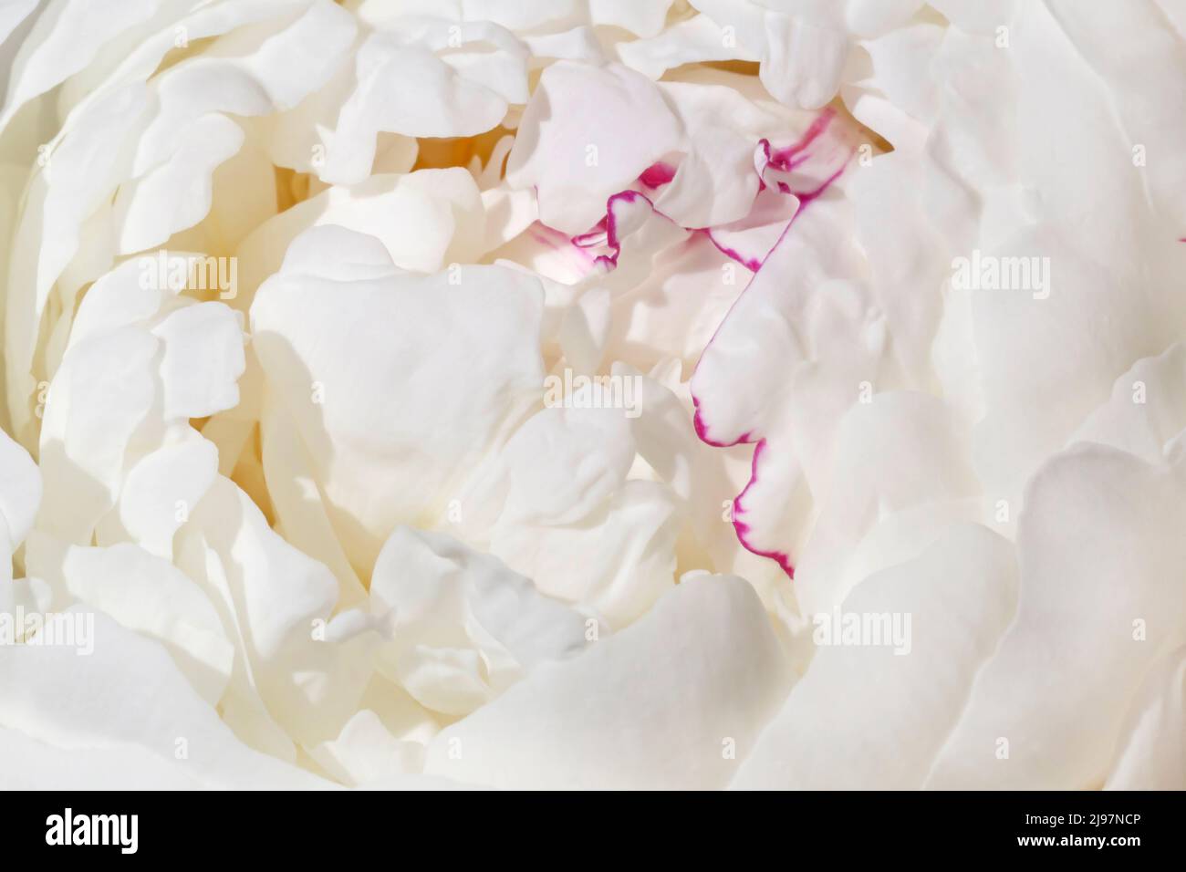 Nahaufnahme der weißen Pfingstrosenblüte Stockfoto