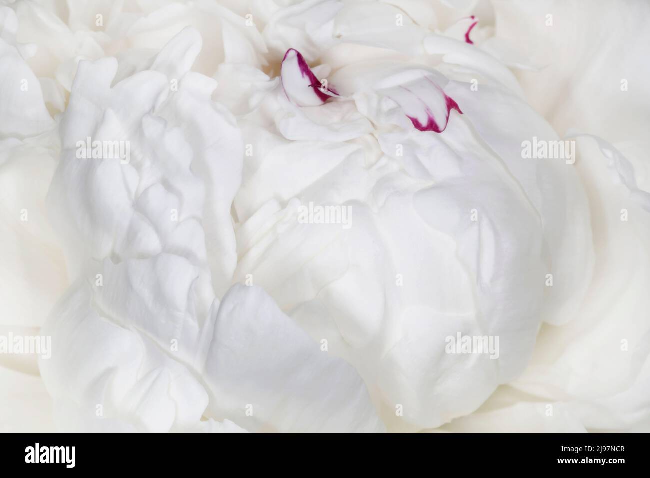 Nahaufnahme der weißen Pfingstrose Blume Stockfoto