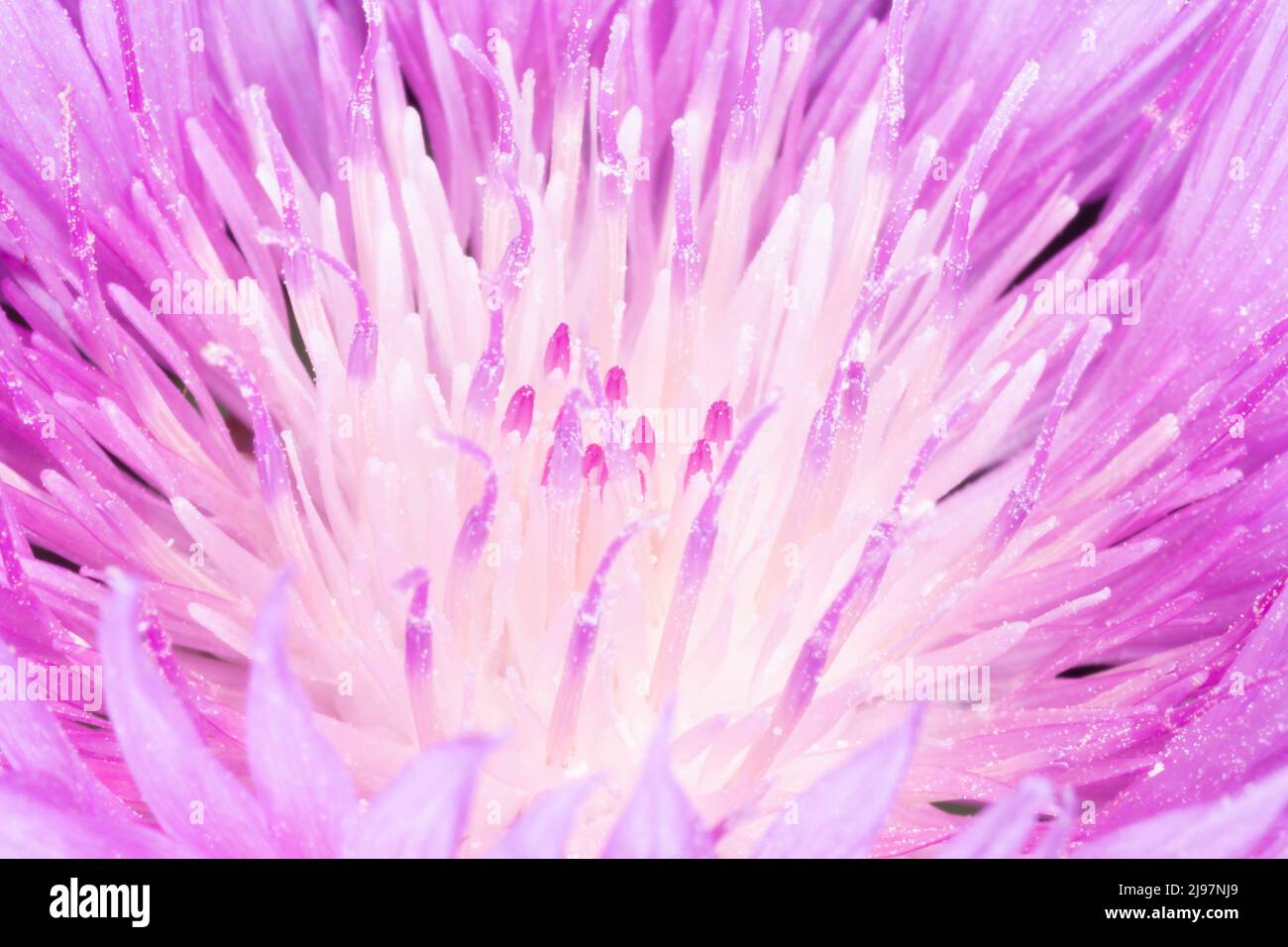 Nahaufnahme der persischen Kornblumenblüte Stockfoto