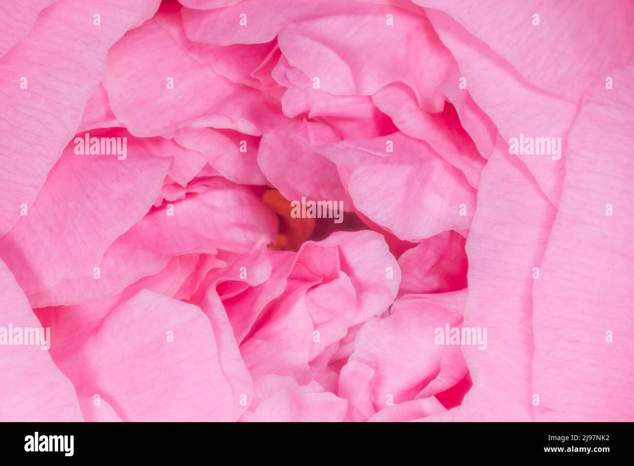 Nahaufnahme der rosa Pfingstrose blüht Stockfoto
