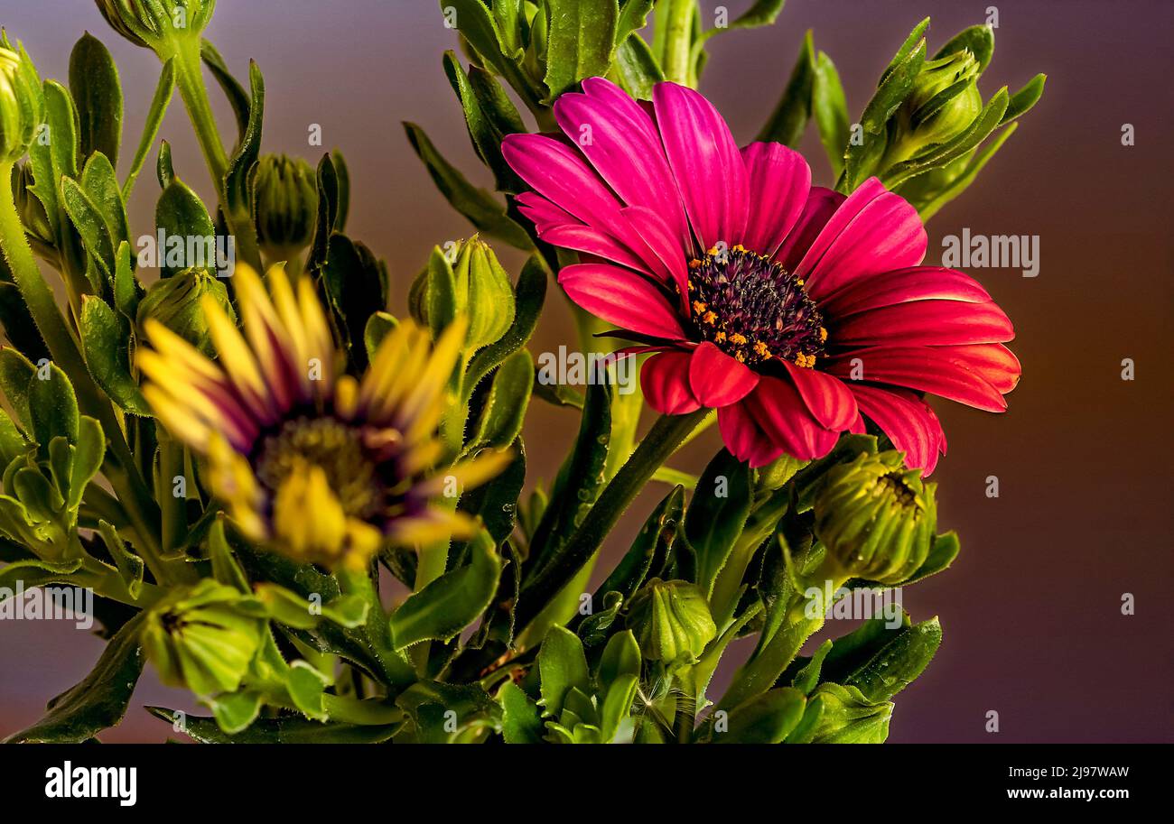 Afrikanische Gänseblümchen-Blume in violetten Farbtönen, Osteospermum ecklonis, alpine Gänseblümchen, Makro Stockfoto