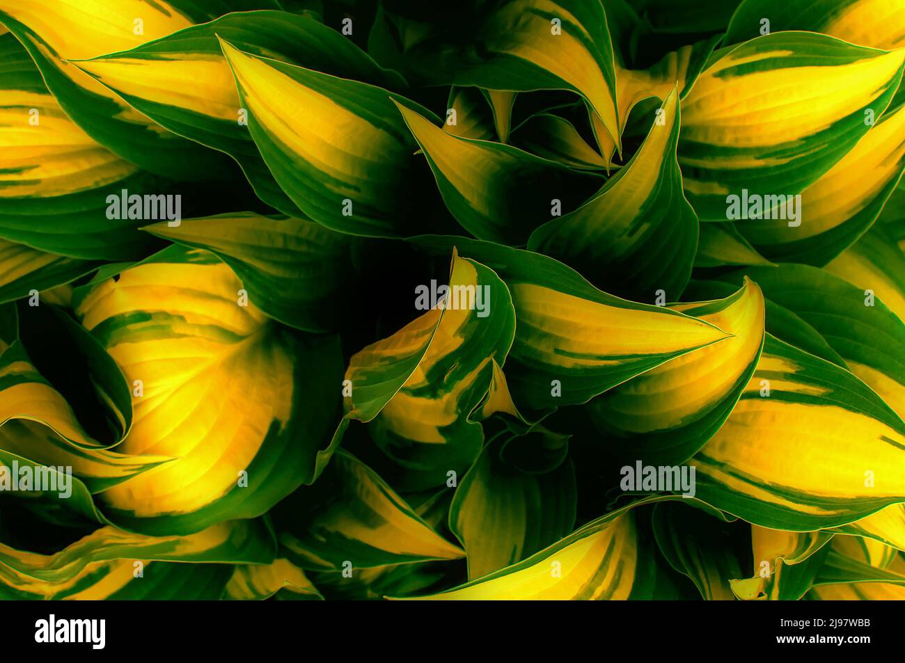 Hintergrund mit gelblich-grünen Blättern mit einer bestimmten Form und einem bestimmten Muster, Draufsicht aus nächster Nähe Stockfoto