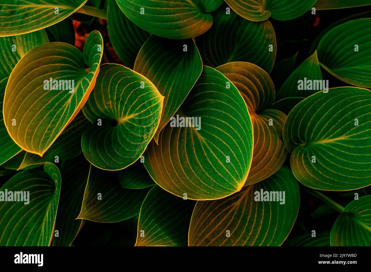Hintergrund mit gelblich-grünen Blättern mit einer bestimmten Form und einem bestimmten Muster, Draufsicht aus nächster Nähe Stockfoto