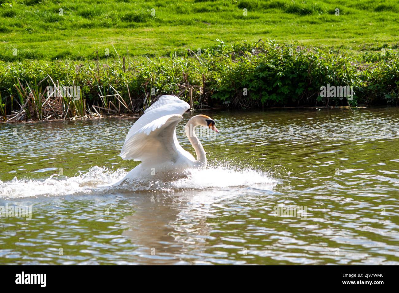 Schwan im Flug Stockfoto