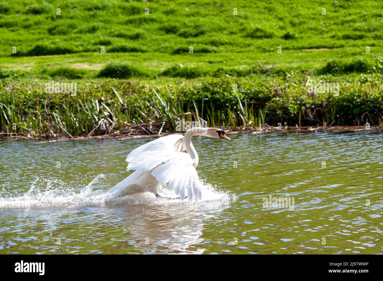 Schwan im Flug Stockfoto