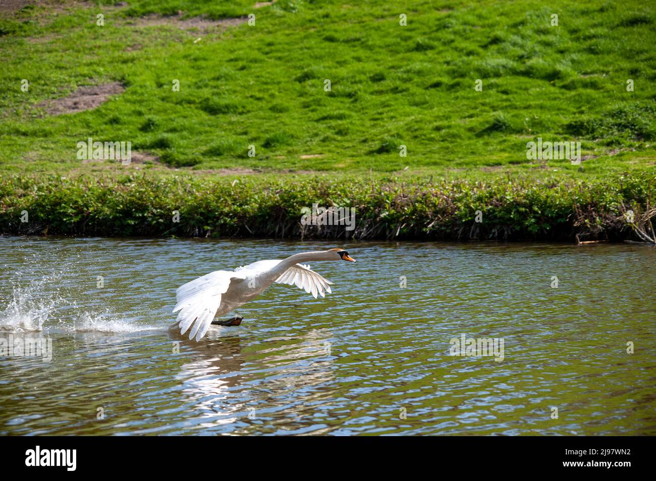 Schwan im Flug Stockfoto