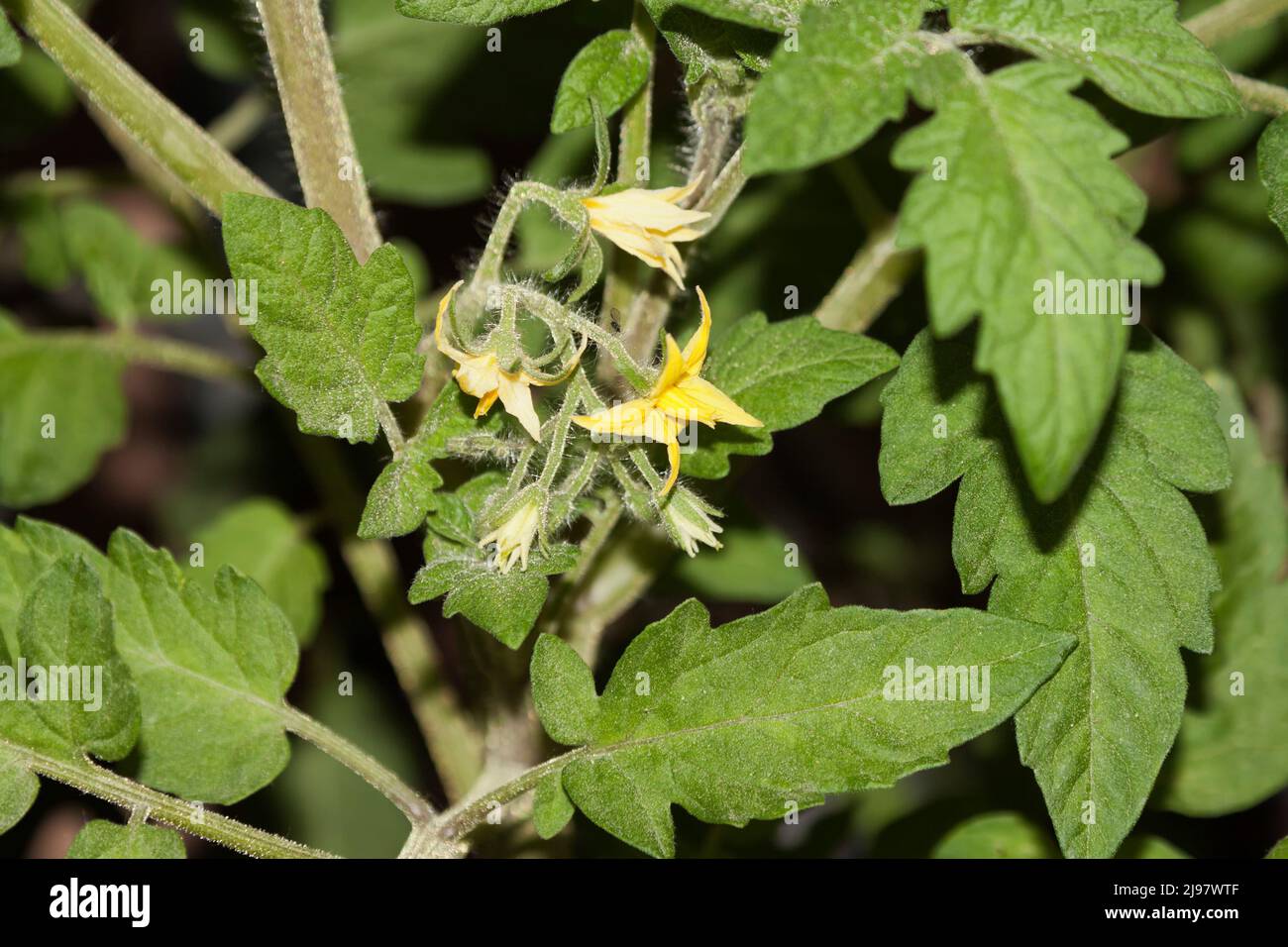 Tomate (Lycopersicon Esculentum) Stockfoto