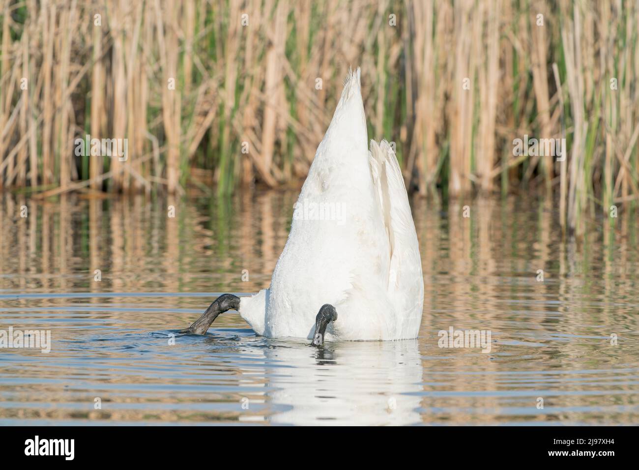 Mute Swan, Cygnus olor, alleinstehend, „up-ending“ und Fütterung von Unterwasservegetation, Ultima Frontiera, Rumänien, 25. April 2022 Stockfoto