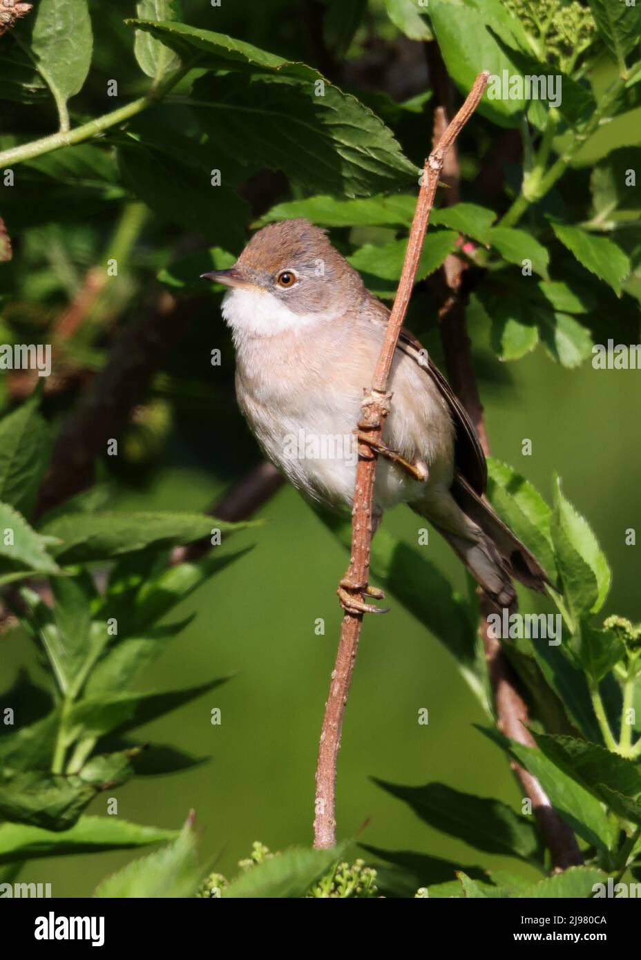 Gewöhnliches Whitethroat auf einem Bramble in den Cotswold Hills Gloucestershire, Großbritannien Stockfoto