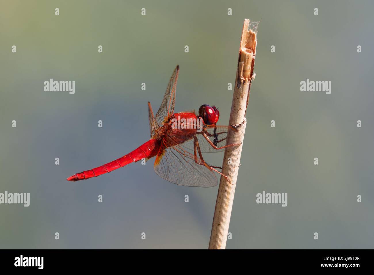 Scharlachrote Libelle Crocothemis erythraea - rot gefärbte Libellulidae-Arten. Zu den gebräuchlichen Namen gehören breite scharlachrote, gemeinsame scarle Stockfoto