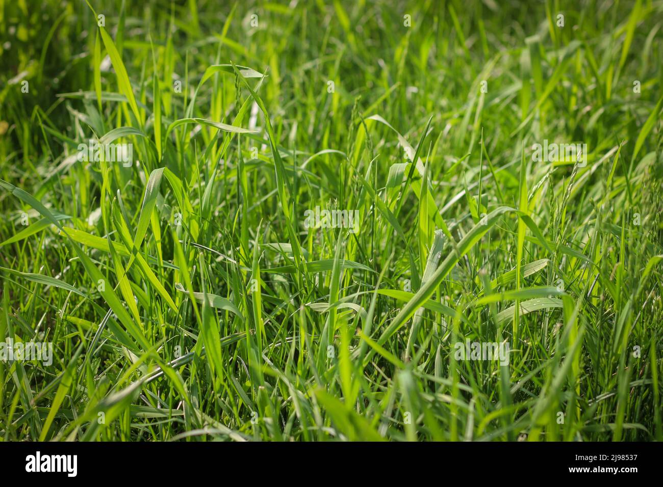 Hintergrund von grünem Gras, geringe Schärfentiefe. Stockfoto