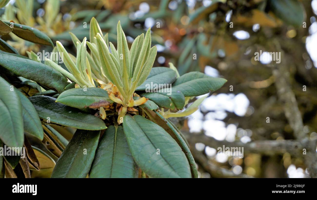 Nahaufnahme von frischen, zarten Blättern der Rhododendron hodgsonii Pflanze mit natürlichem Hintergrund. Gefleckt in Eoty, tamilnadu Stockfoto