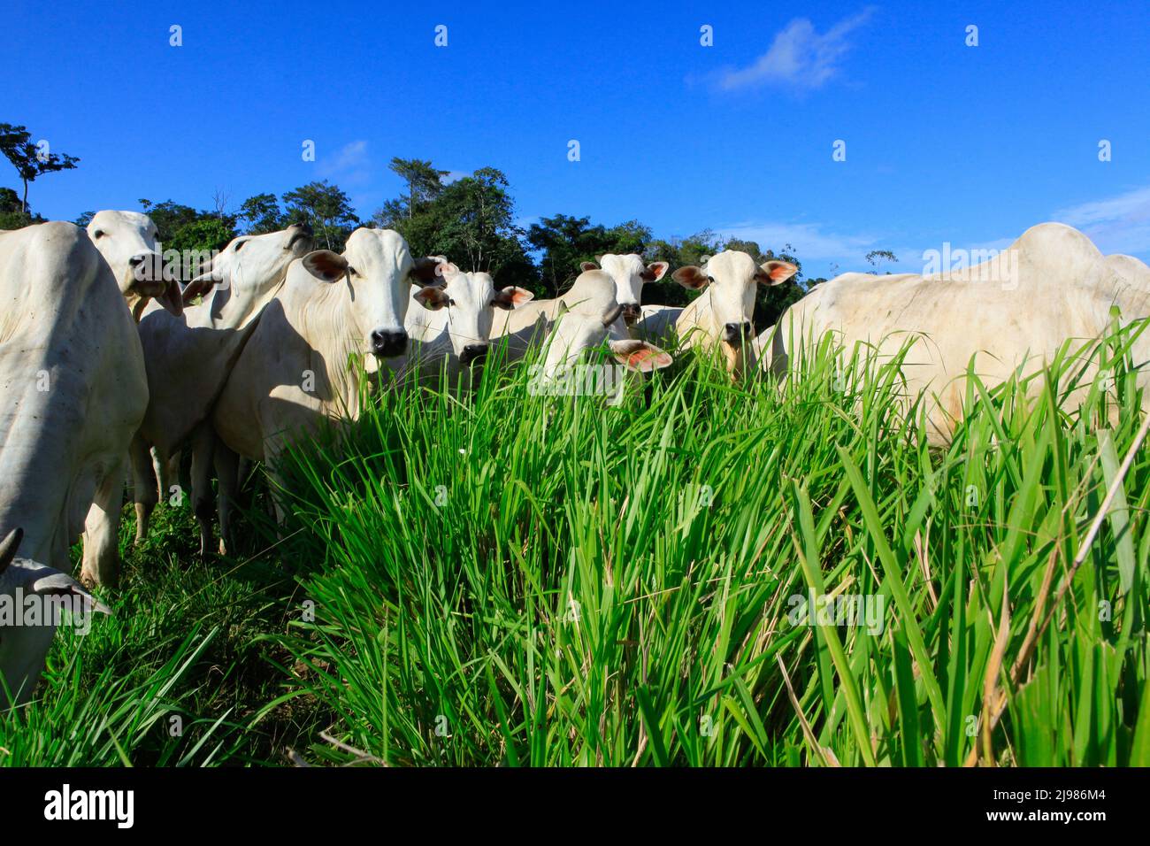 Rinderherde auf grüner Weide mit blauem Himmel im Hintergrund. Brasilien, Bundesstaat Pará, Amazonas. Stockfoto