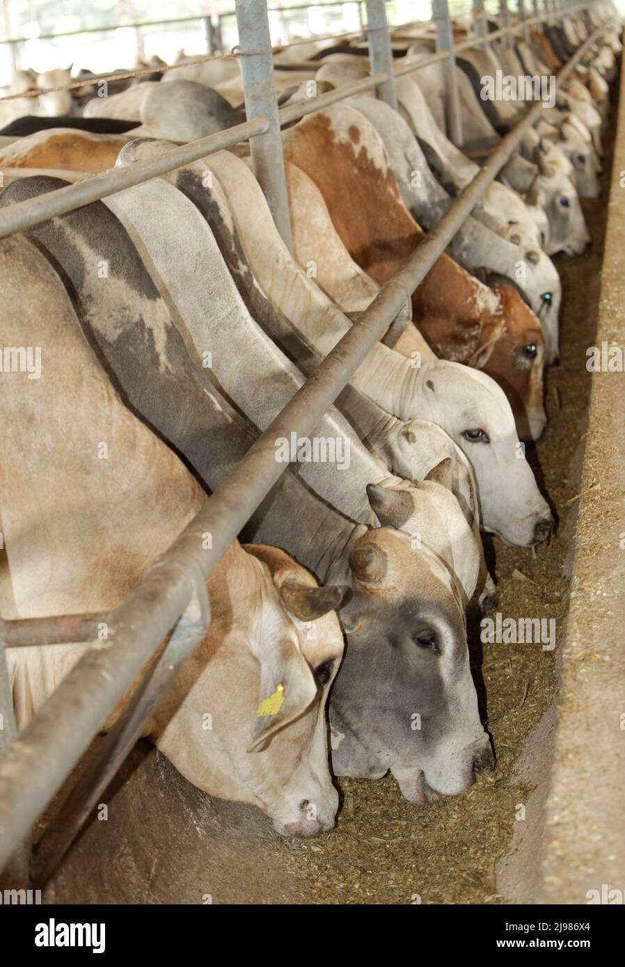 Rinderfarm in Nordbrasilien, Pará State, Amazonas. Kühe, die Silage fressen. Stockfoto