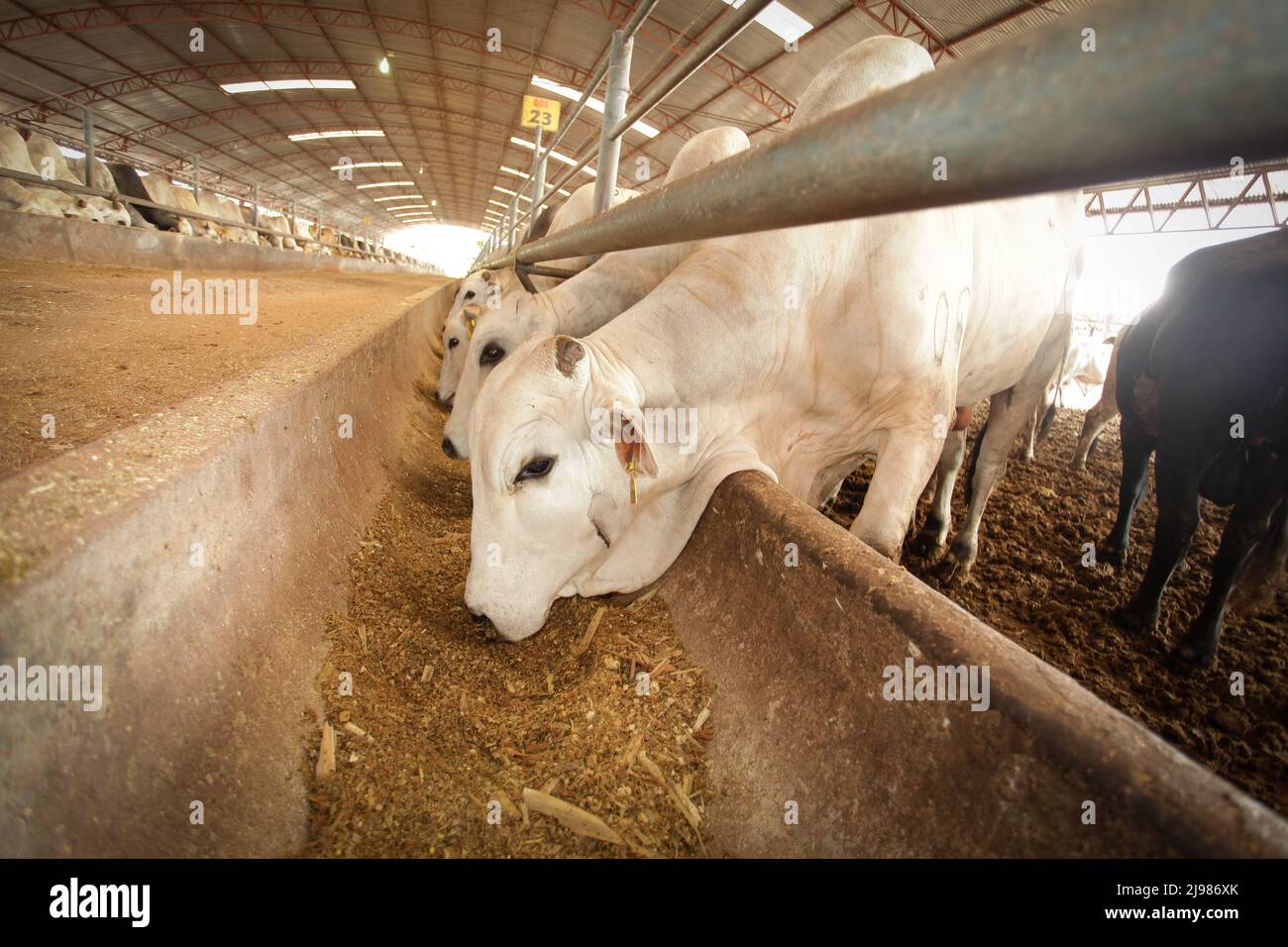 Rinderfarm in Nordbrasilien, Pará State, Amazonas. Kühe, die Silage fressen. Stockfoto