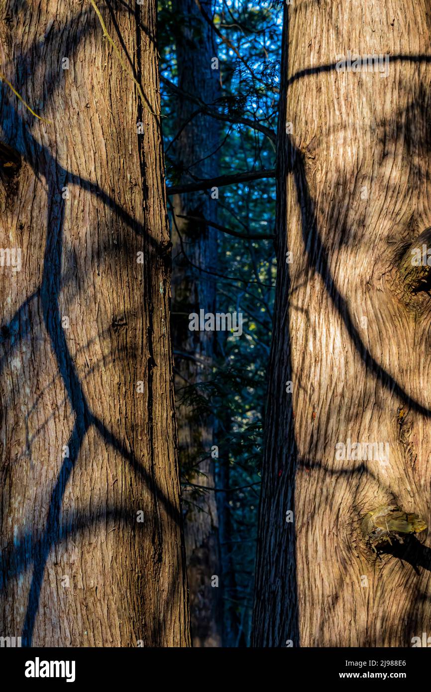 Quigley Creek Natural Area im Zentrum von Michigan, USA Stockfoto