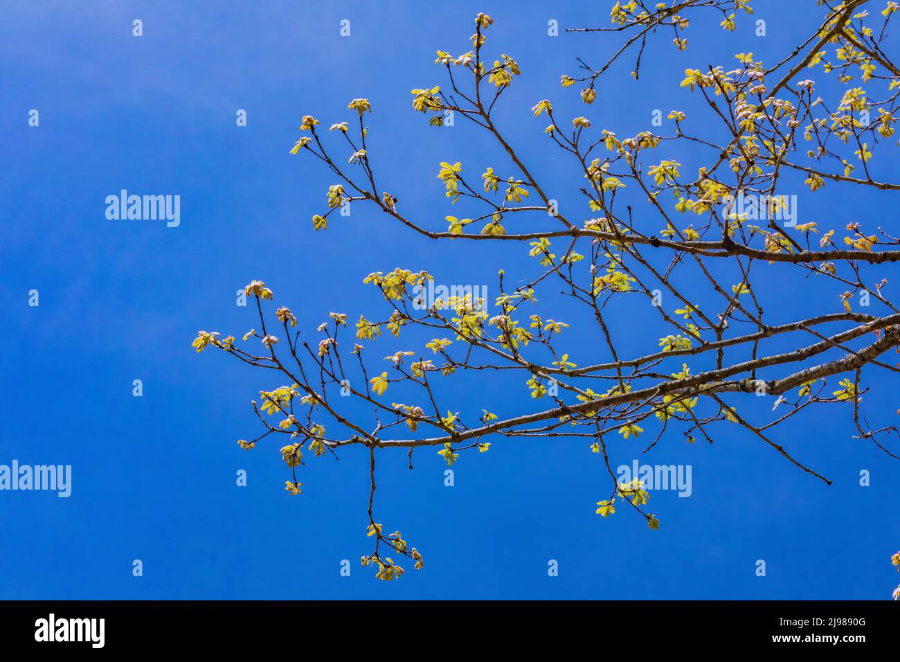 White Oak Quercus alba, Blätter, die aus den Knospen im Zentrum von Michigan, USA, hervorgehen Stockfoto