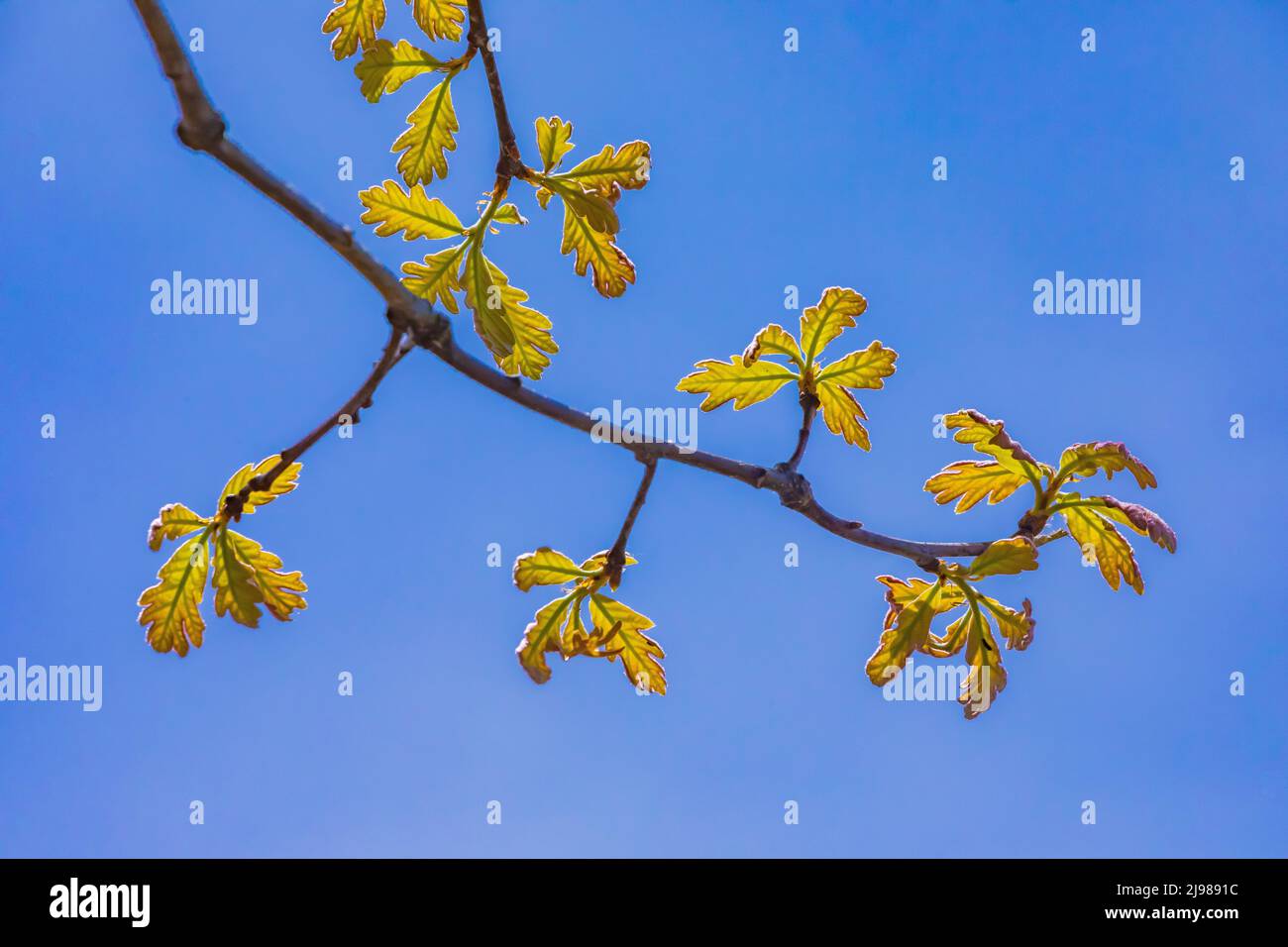 White Oak Quercus alba, Blätter, die aus den Knospen im Zentrum von Michigan, USA, hervorgehen Stockfoto