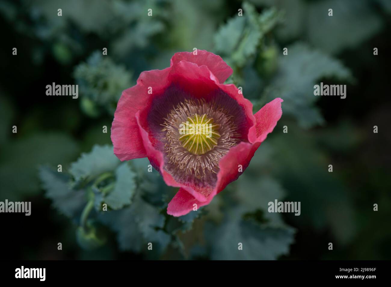 Einheimische Mohnblume in der Nähe der Straße. Stockfoto