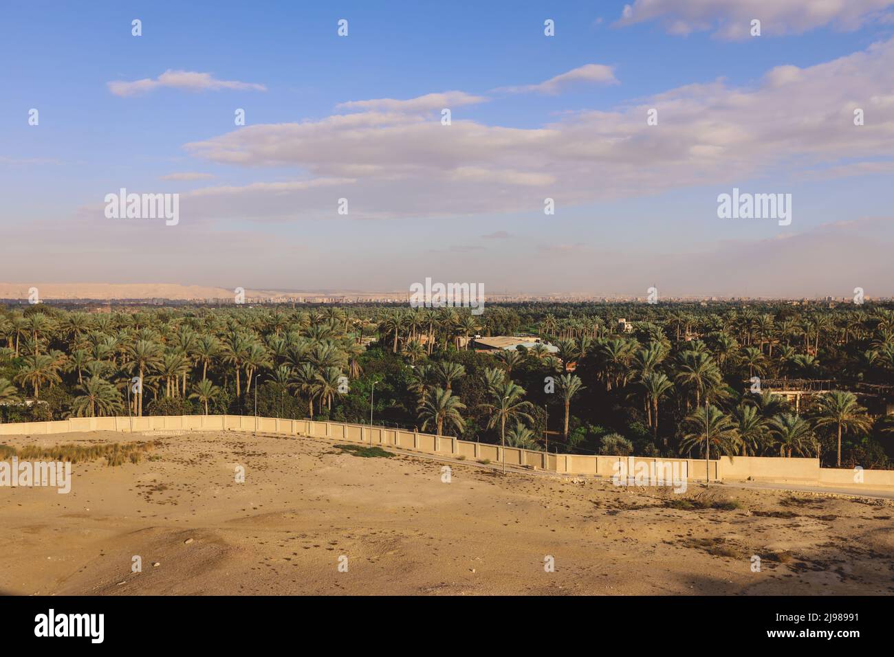 Green Palm Trees Grove in der Nähe des Imhotep Museums am Fuße des Saqqara Nekropole Komplexes, in der Nähe von Memphis in Niederägypten Stockfoto