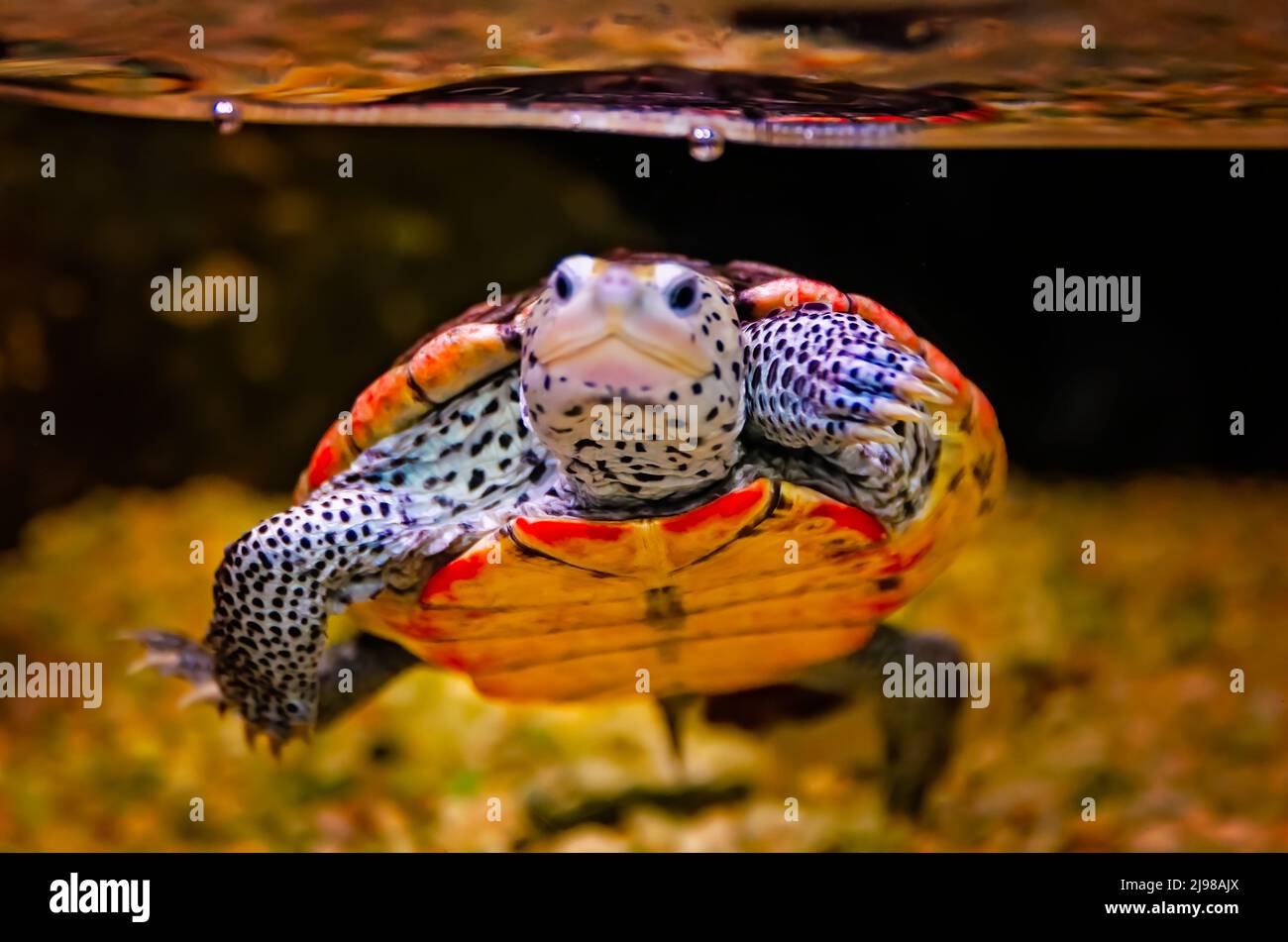 Im Dauphin Island Sea Lab und Estuarium, 29. Juni 2021, in Dauphin Island, Alabama, schwimmt eine Wasserschildkröte (Malaclemys-Wasserschildkröte) in einem Aquarium. Stockfoto