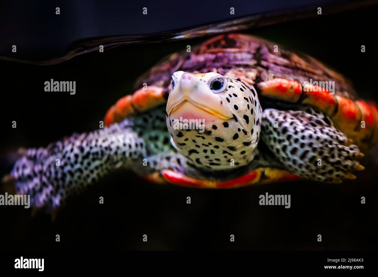 Im Dauphin Island Sea Lab und Estuarium, 29. Juni 2021, in Dauphin Island, Alabama, schwimmt eine Wasserschildkröte (Malaclemys-Wasserschildkröte) in einem Aquarium. Stockfoto