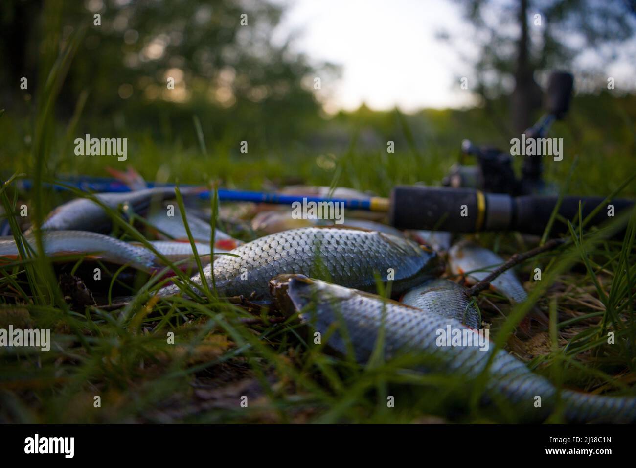 Kleine Fische mit Spinning auf grünem Gras. Selektiver Fokus. Stockfoto