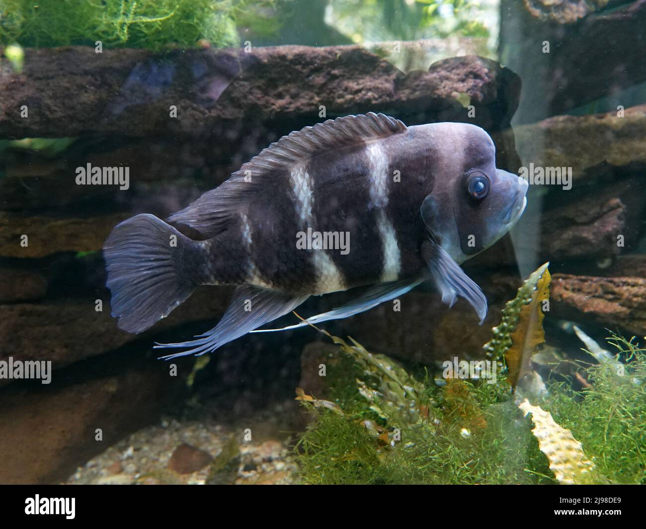 Nahaufnahme eines dunklen Aquarienfisches mit weißen Streifen. Er hat eine Art Beule auf dem Kopf. Es ist ein Cyphotilapia frontosa oder Frontcichlid Stockfoto