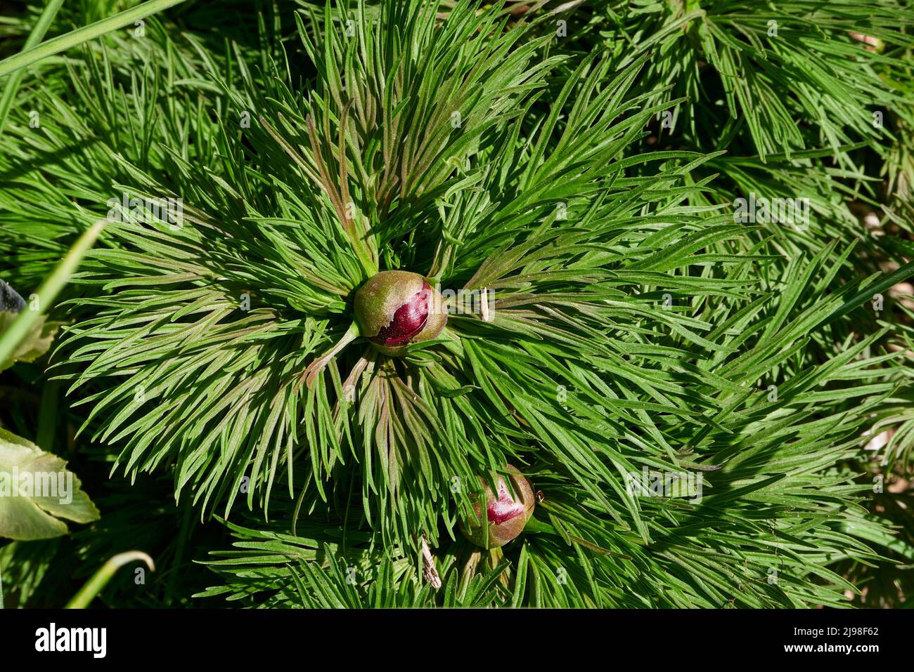 Blühende Paeonia tenuifolia Stockfoto