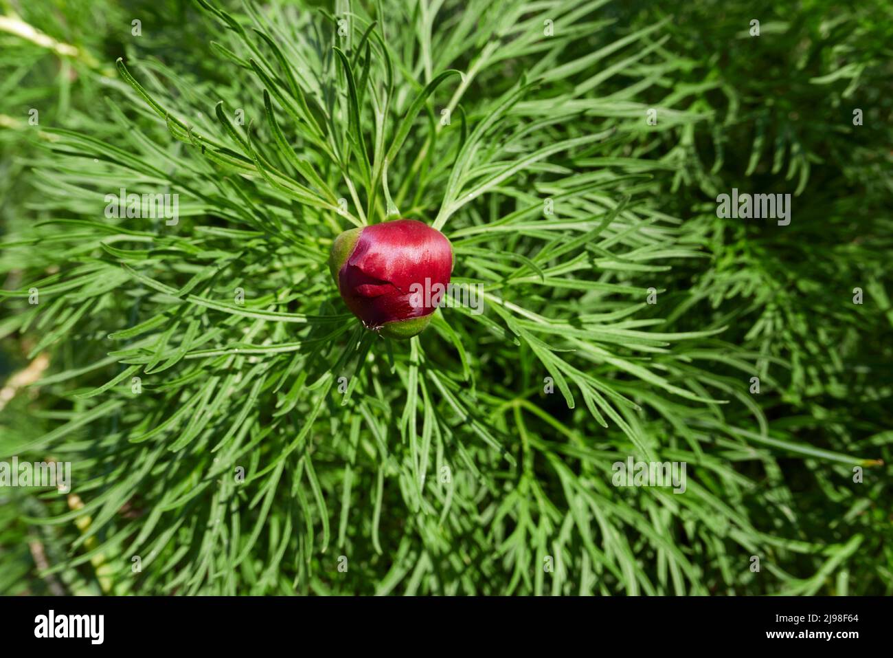 Blühende Paeonia tenuifolia Stockfoto