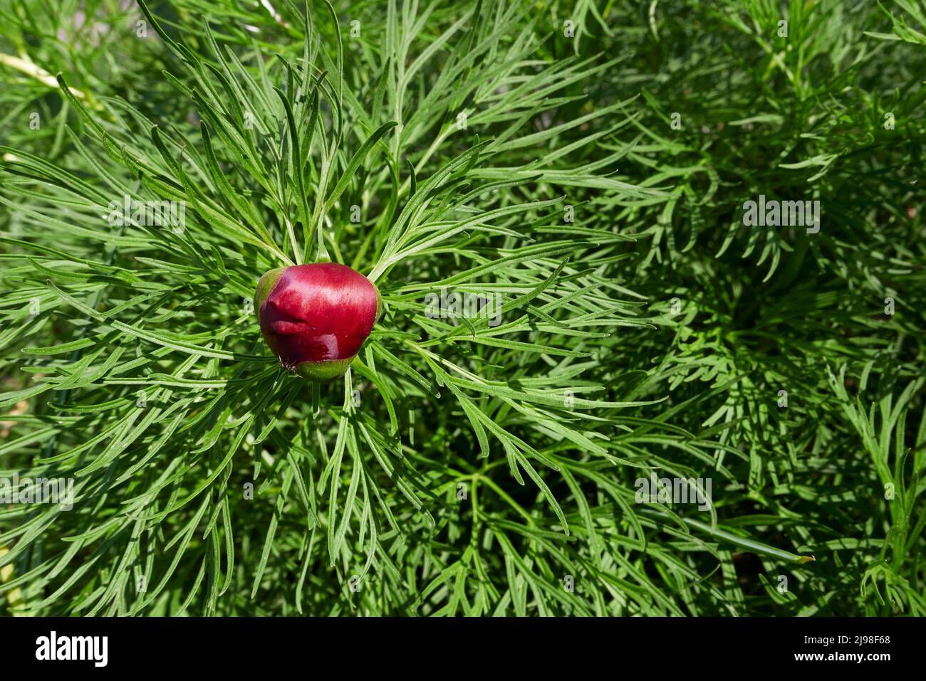 Blühende Paeonia tenuifolia Stockfoto