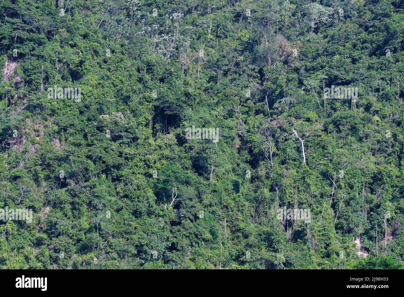 Blick auf den Amazonas-Wald, der aus der Ferne eine natürliche Waldstruktur bildet. Stockfoto