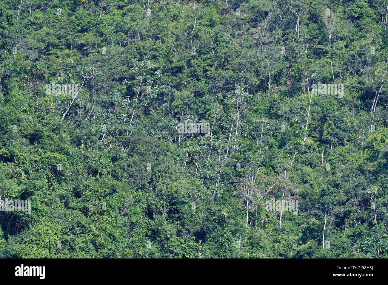 Blick auf den Amazonas-Wald, der aus der Ferne eine natürliche Waldstruktur bildet. Stockfoto