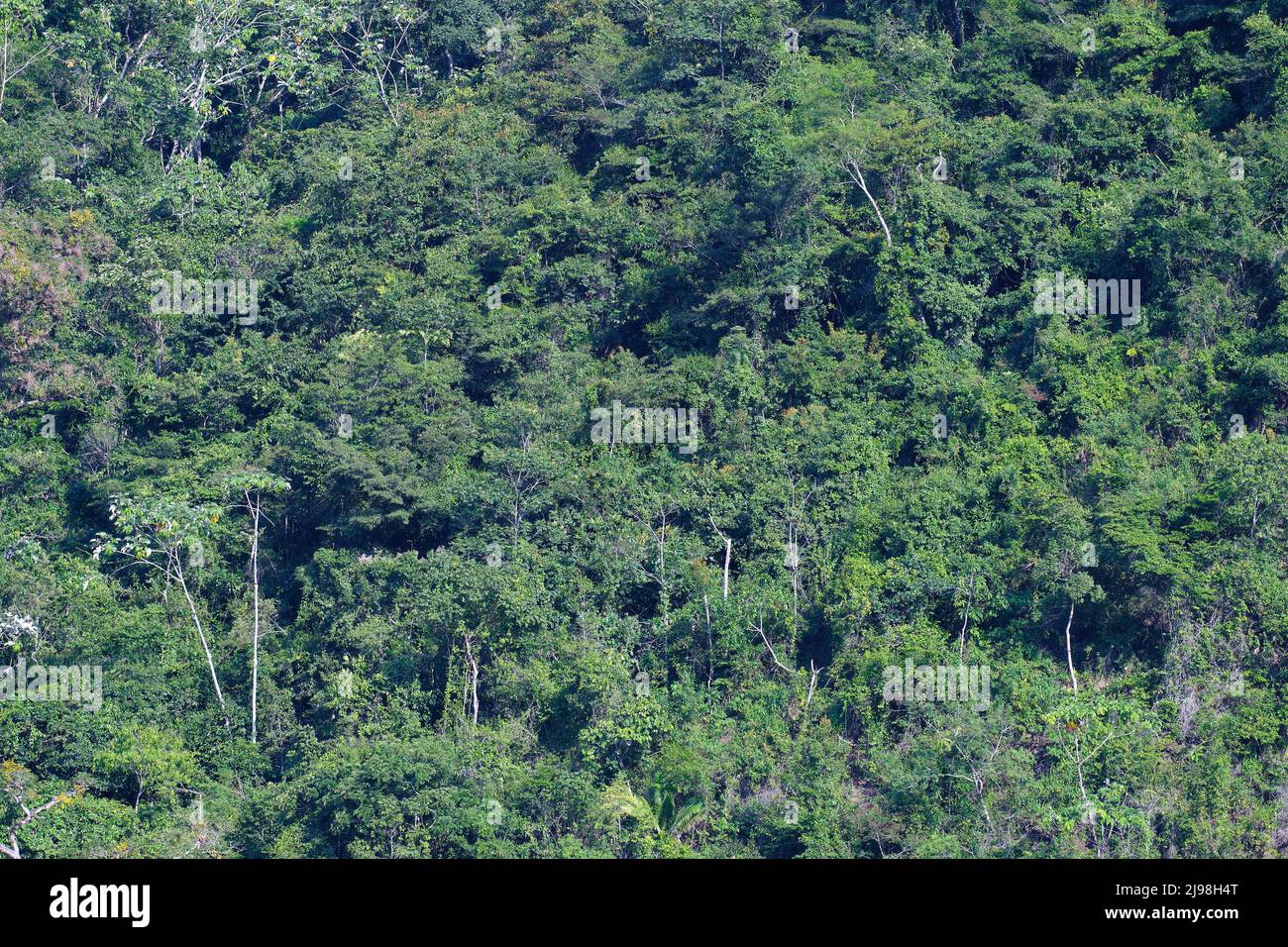 Blick auf den Amazonas-Wald, der aus der Ferne eine natürliche Waldstruktur bildet. Stockfoto