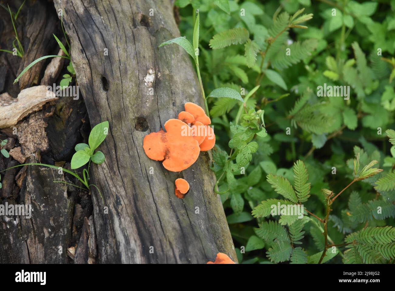 Goldfarbener Mashroom Stockfoto